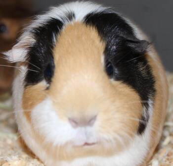 Rescue Guinea Pig Guinea Pigs for Adoption in Mississauga, Ontario - Bobo | PetCurious